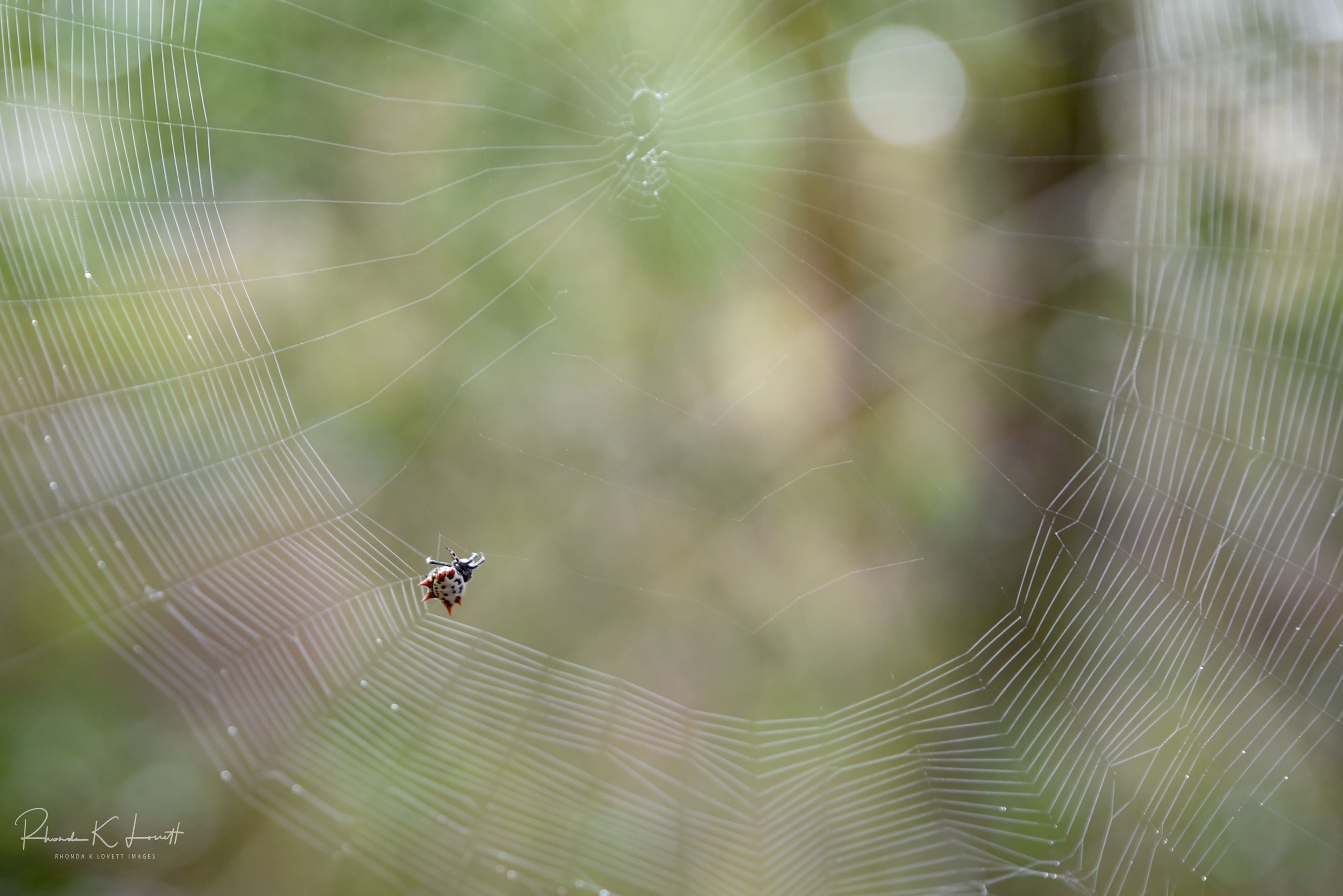 Salt marsh looking north