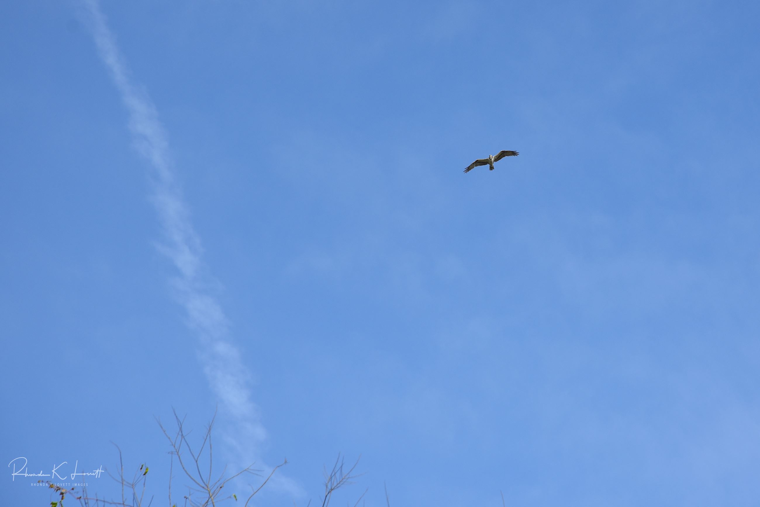 Spinybacked orbweaver
