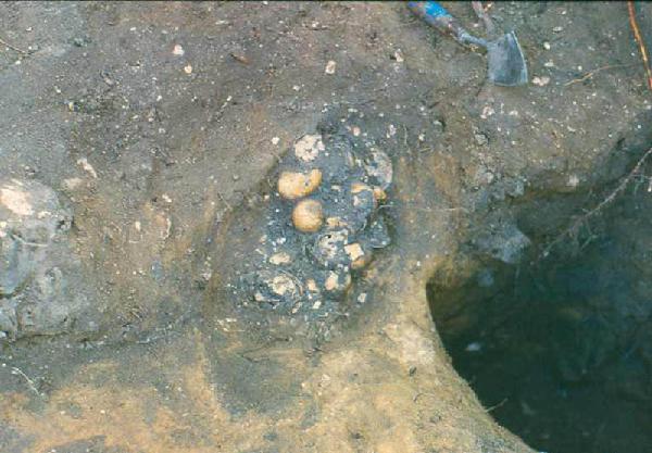 Late 19th Century Alligator Eggs Excavated by Archaeologists