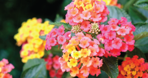 lantana