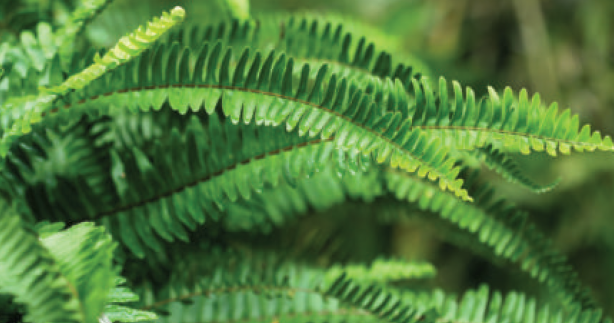 sword fern
