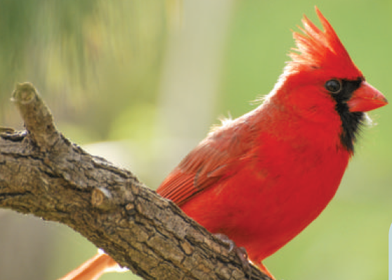 northern cardinal