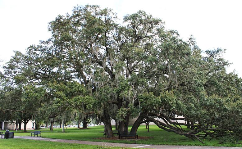 Live Oak Tree
